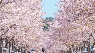 桜並木 / 2