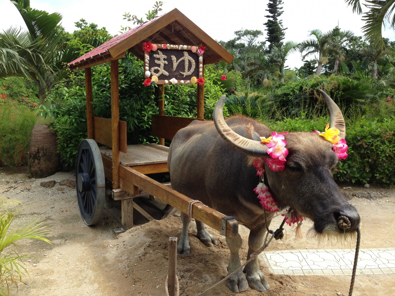 4.由布島（八重山諸島）1052509