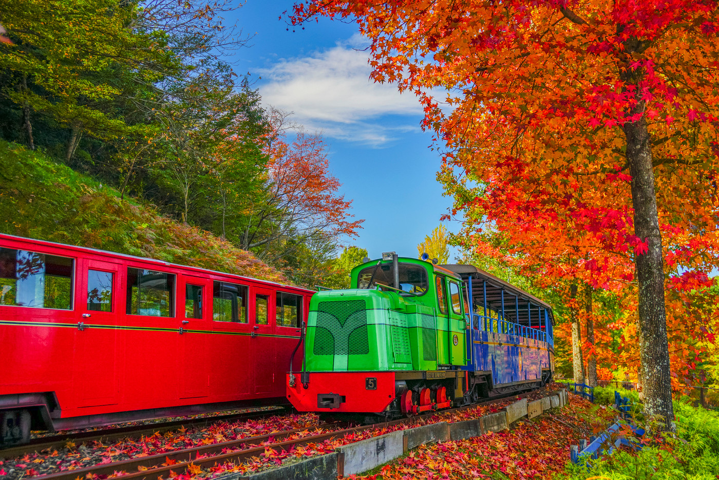紅葉の電車　修善寺　虹の郷　伊豆市