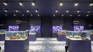 DMMかりゆし水族館・個水槽展示エリア / 1