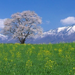 寒かった冬を忘れさせてくれるお花見に！岩手県の桜の名所6選