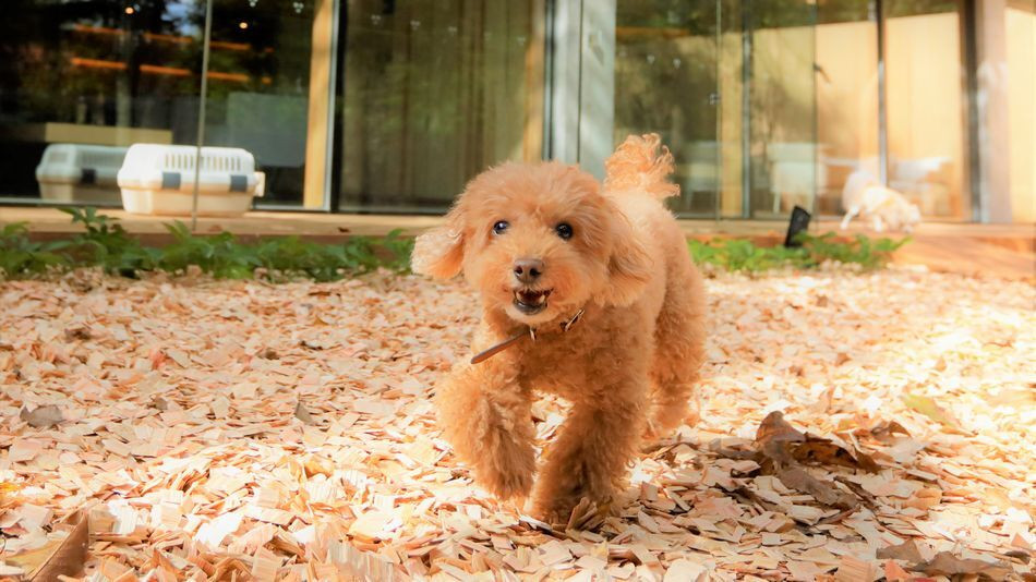 レジーナリゾート旧軽井沢（レジーナリゾートキュウカルイザワ） / 3