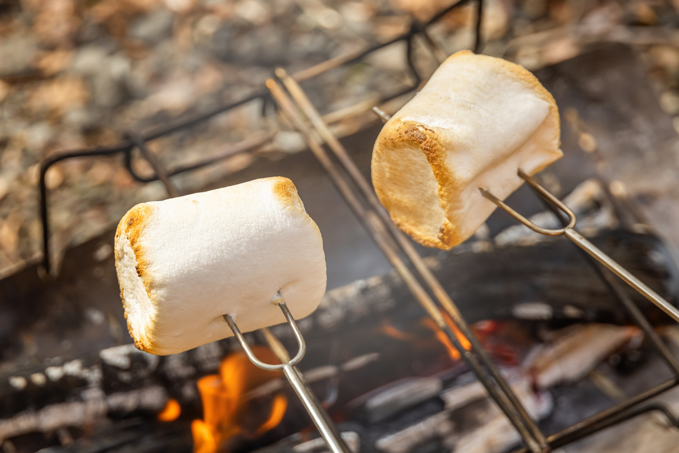 キャンプで焼きマシュマロ　Roasting marshmallows at a campsite