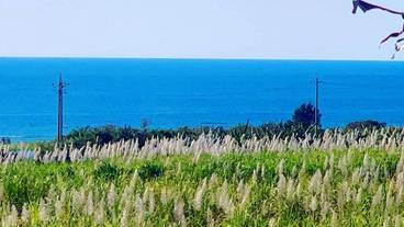 ビーチ / オーシャン ビュー / 10