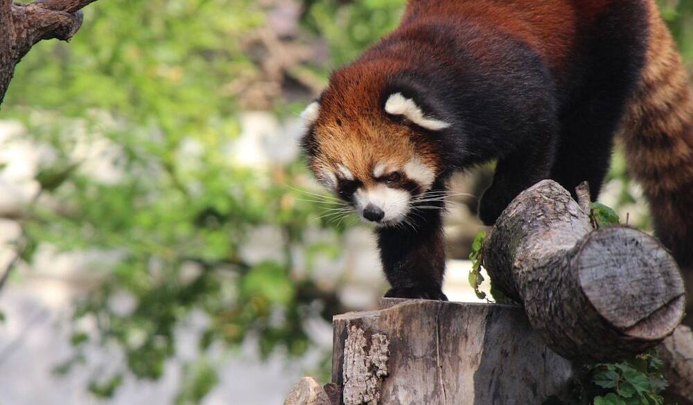 天王寺動物園 / 4
