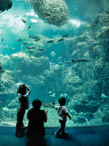 水族館の大水槽に夢中な家族