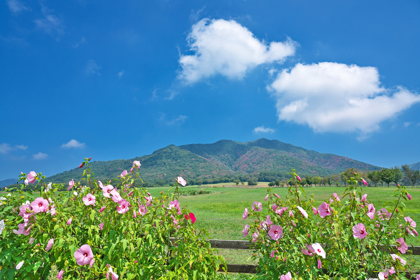 【ひるぜん高原 (ひるぜんジャージーランド)】 岡山県真庭市蒜山中福田