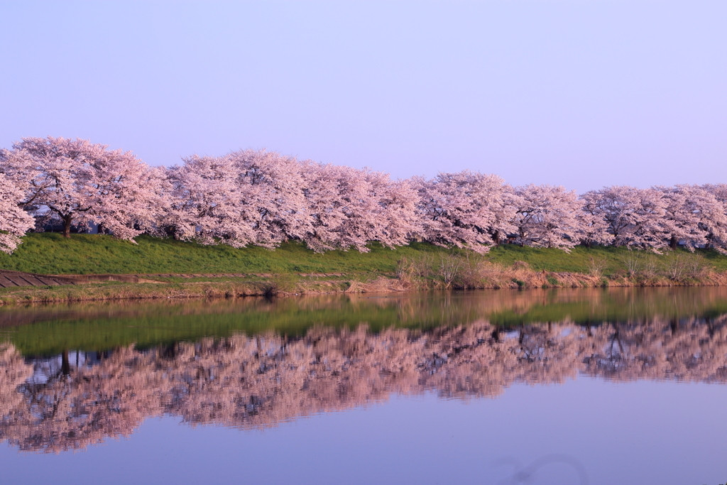 7.白石川堤一目千本桜（大河原町）1558968