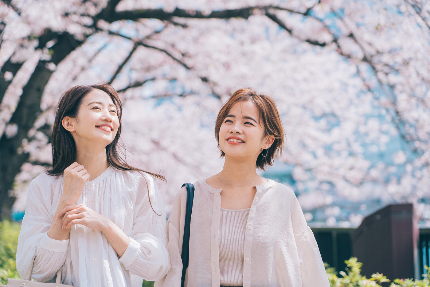 桜の名所を観光する女性（友達）