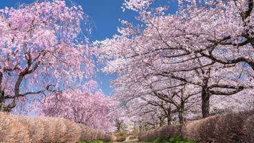 羊山公園 桜 / 5