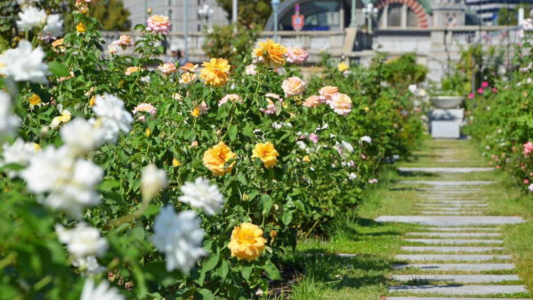 中之島公園 / 4
