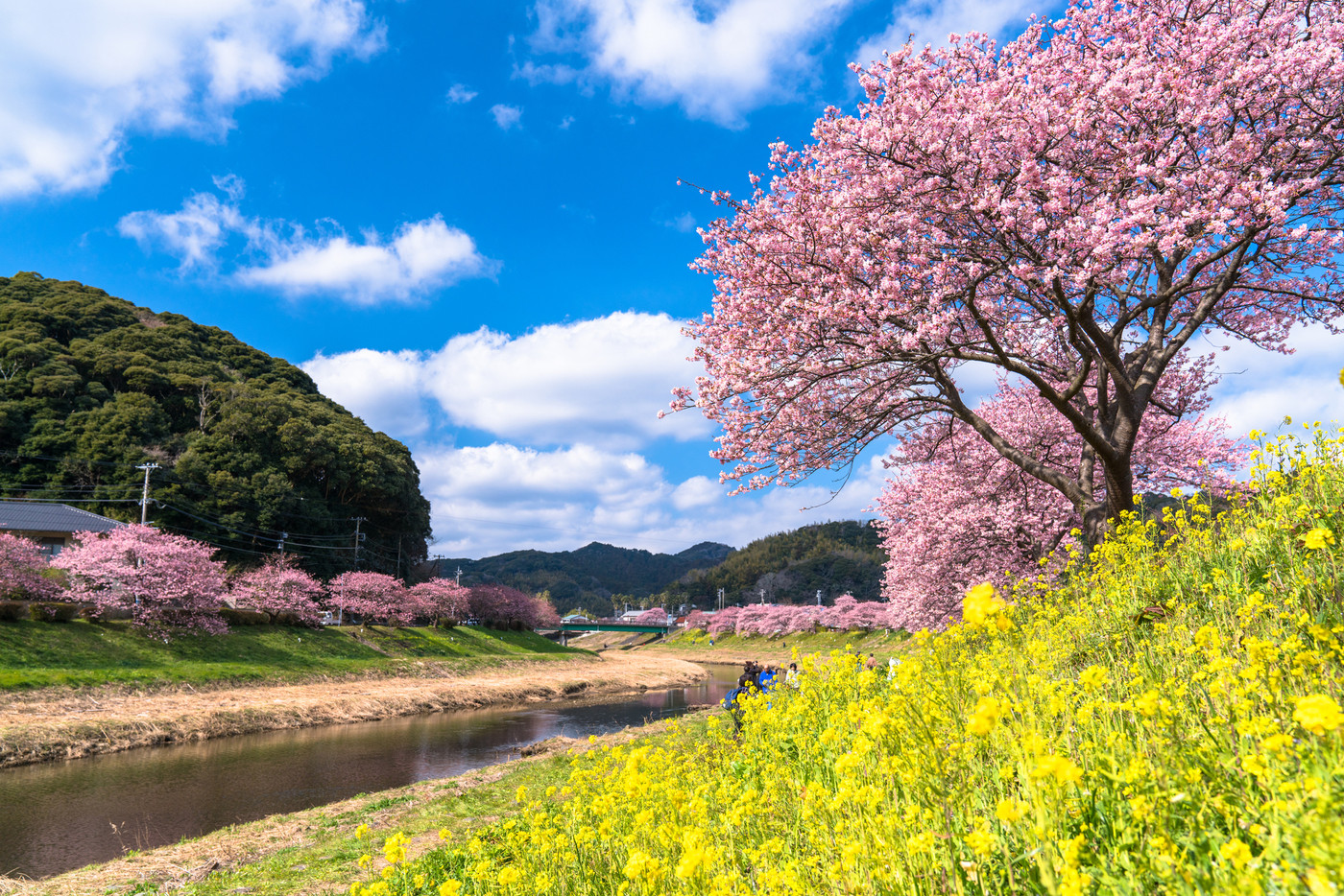《静岡県》南伊豆町・満開の河津桜