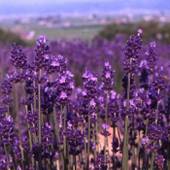 FURANO NATULUX HOTEL（富良野 ナチュラクス ホテル）（北海道 リゾートホテル） / 5