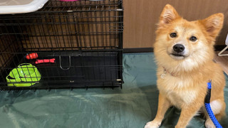 ツインルーム 2 ベッドルーム 禁煙 (3nd Floor ペット1匹のみ同伴可)