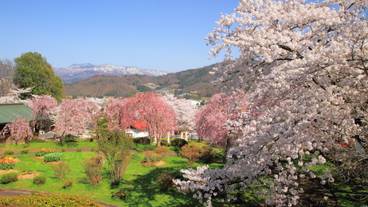 月岡公園の桜 / 5