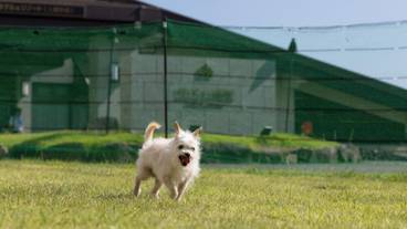 ペット用設備・サービス / 7