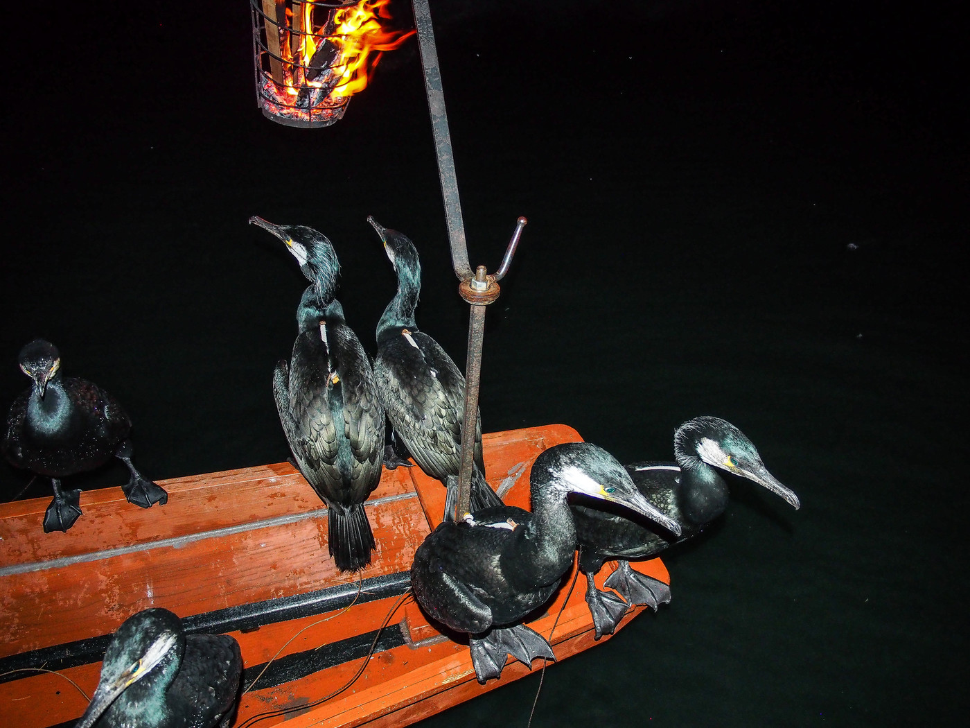 水郷ひたの鵜飼い