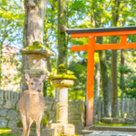 のんびりデートで奈良を満喫♡カップルにおすすめの観光スポット22選