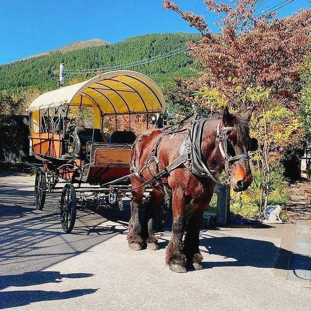 観光辻馬車