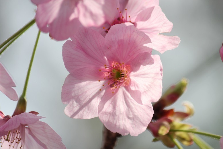 心が弾む春はピンク色の季節♡1579066