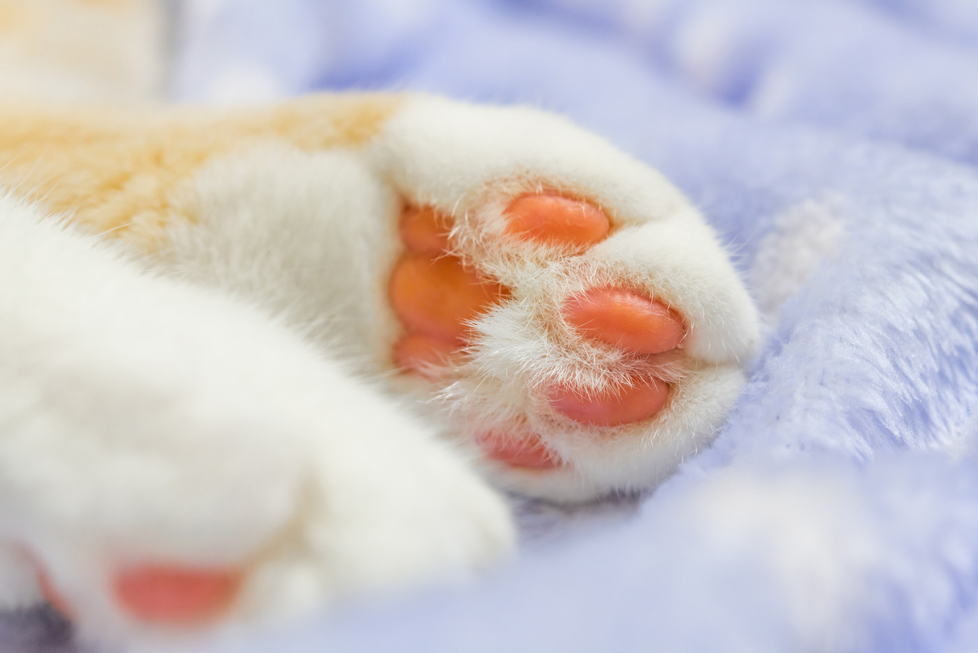 茶白ネコのかわいい肉球