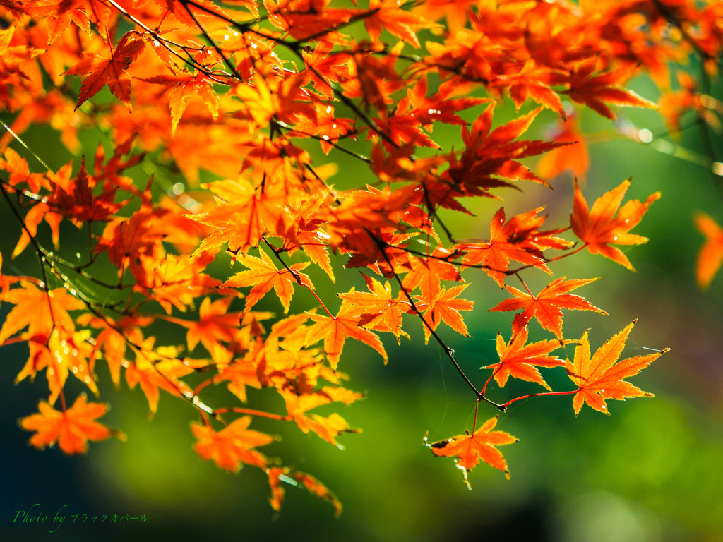 東京の秋を楽しむ紅葉散策685560