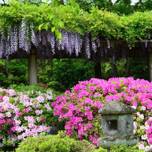 京の初夏を鮮やかに彩る♪京都市内の「つつじ・さつき」の名所