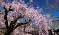 京都観光・春の嵐山・渡月橋で桜を楽しむ！