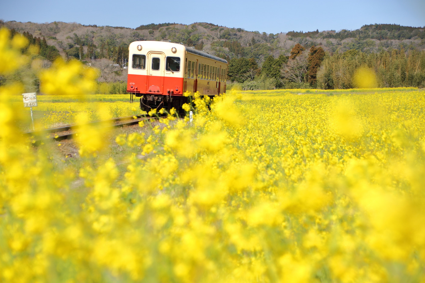 小湊鉄道と菜の花