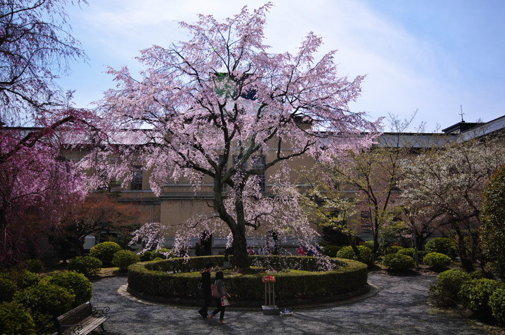 「京都府庁旧本館」で「観桜祭」1554374