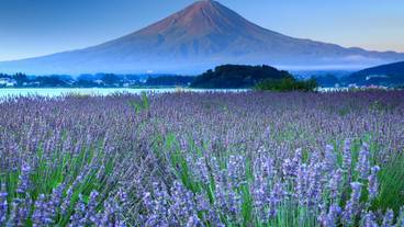 富士山とラベンダー / 3
