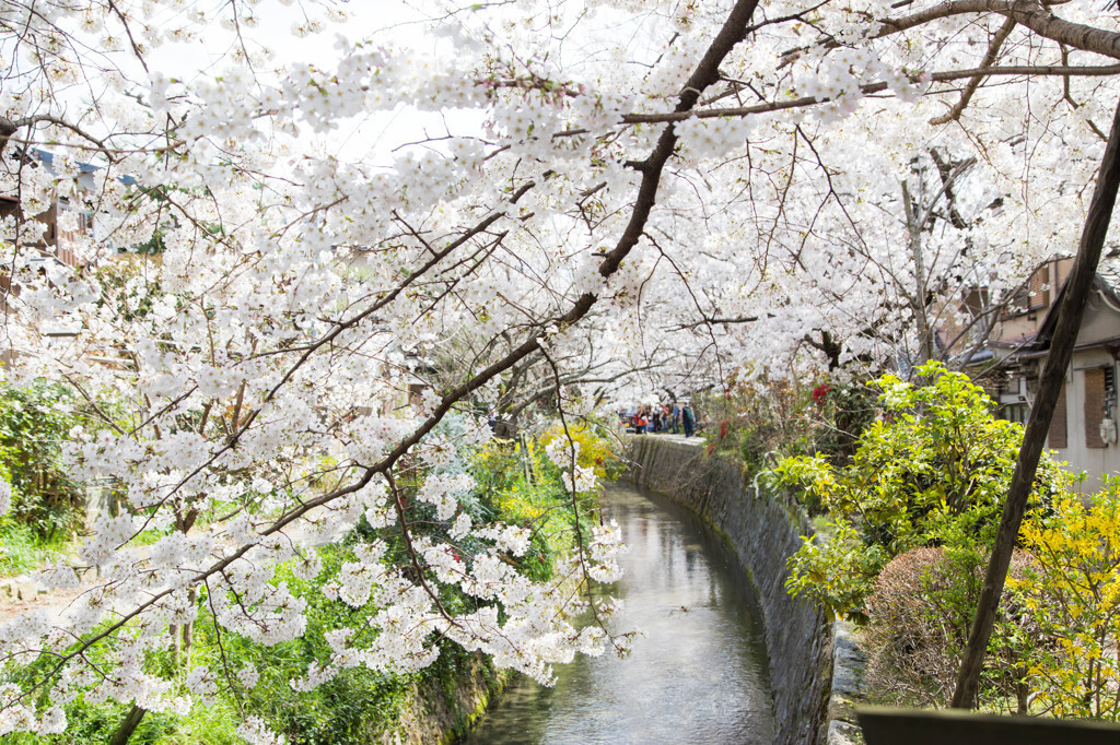 桜で名高い疎水沿いの小径1032712