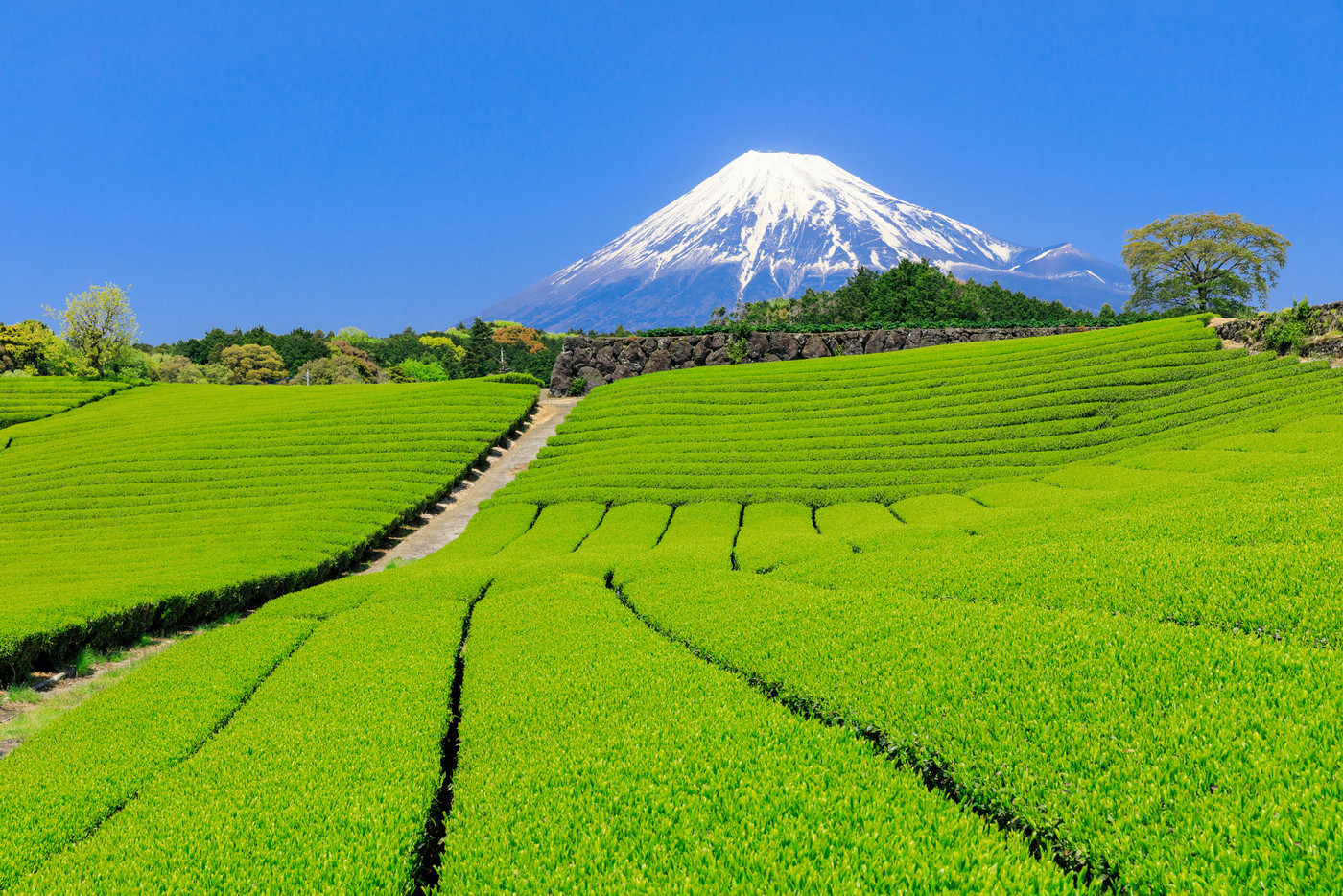 静岡_茶畑と富士山の絶景