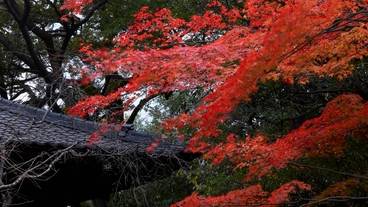 日本庭園　秋の紅葉 / 12