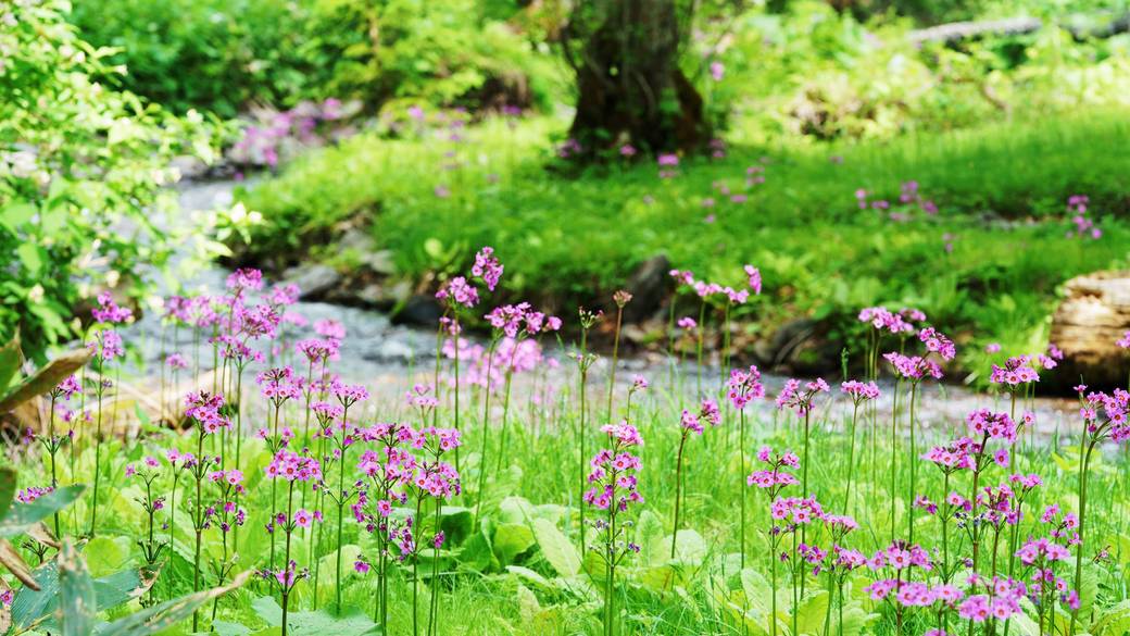 ノンノの森／クリンソウ / 3