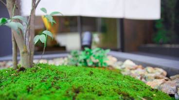 敷地内の植物 / 3