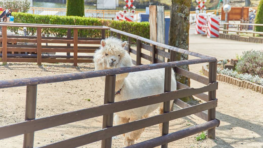 りんどう湖ファミリー牧場③ / 3