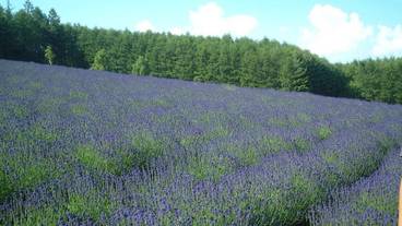 ランド ビュー / 27