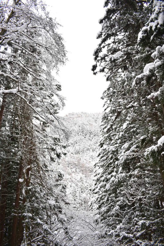 palmtree_arashi.24さんの写真 / 2