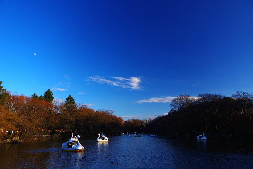 5. 井の頭恩賜公園1153063