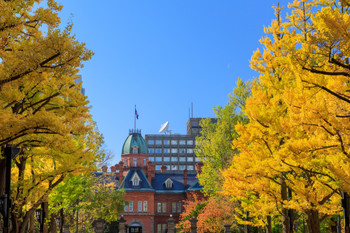 Former Hokkaido Office Building and Ginkgo Tree Avenue