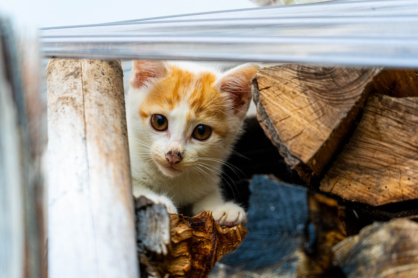 かくれんぼ～かわいい子猫～