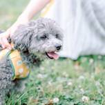 伊勢志摩・鳥羽のペットと泊まれるホテルおすすめ13選！愛犬とお泊り旅を／三重