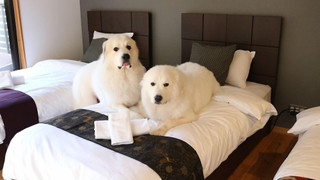 あさぎり2F, ファミリースイート バルコニー付