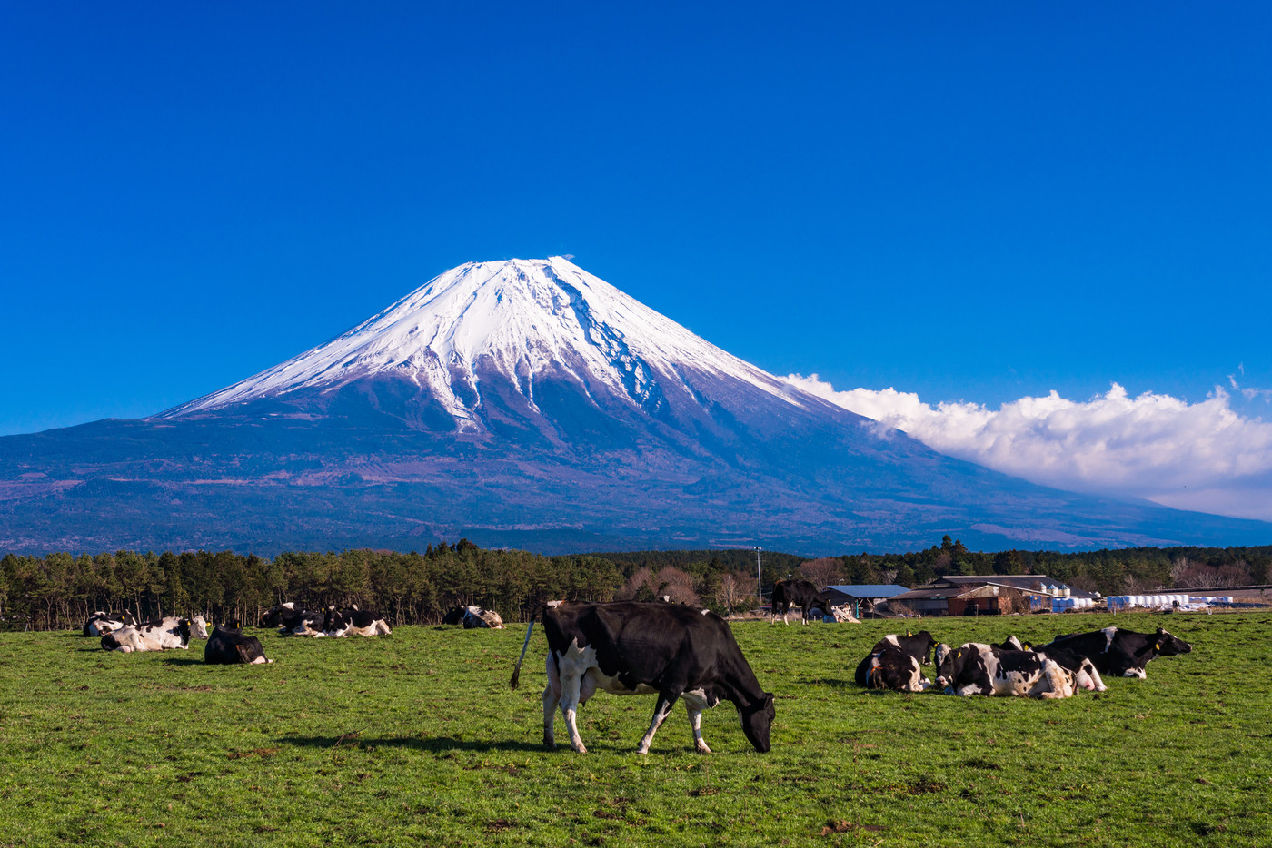 （静岡県）富士山・朝霧高原の牧場