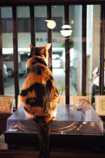 「カフェバー イマドマ」 内観 20871956 夕暮れ監視活動