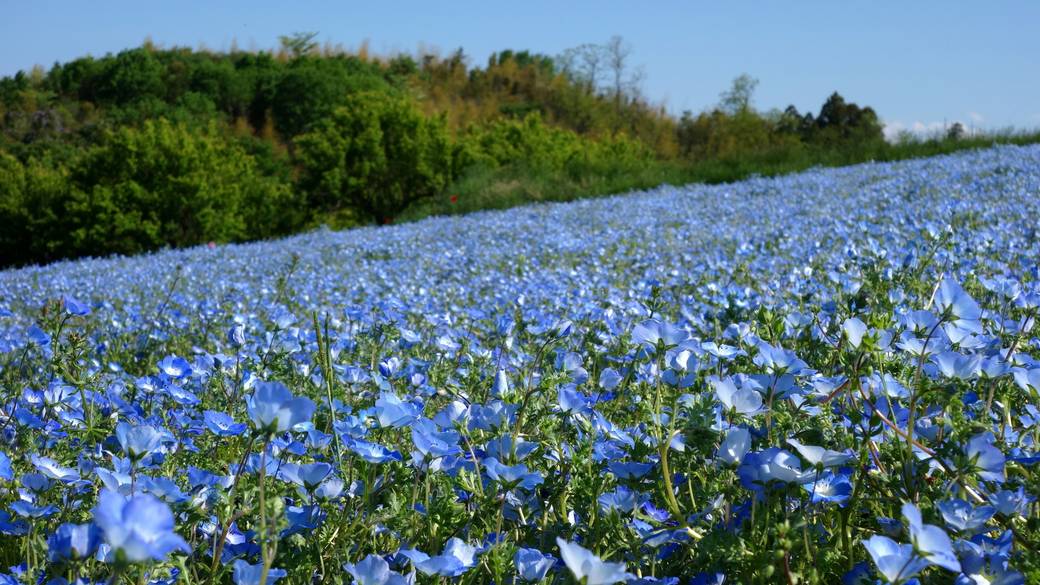 一面の花畑にうっとり
「鼻高展望花の丘」 / 2