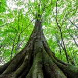 圧倒的なブナの原生林があなたを癒す。世界遺産・白神山地を旅する