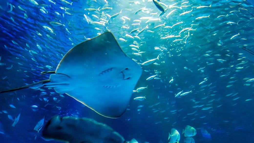 海洋館アクアスの生物① / 3
