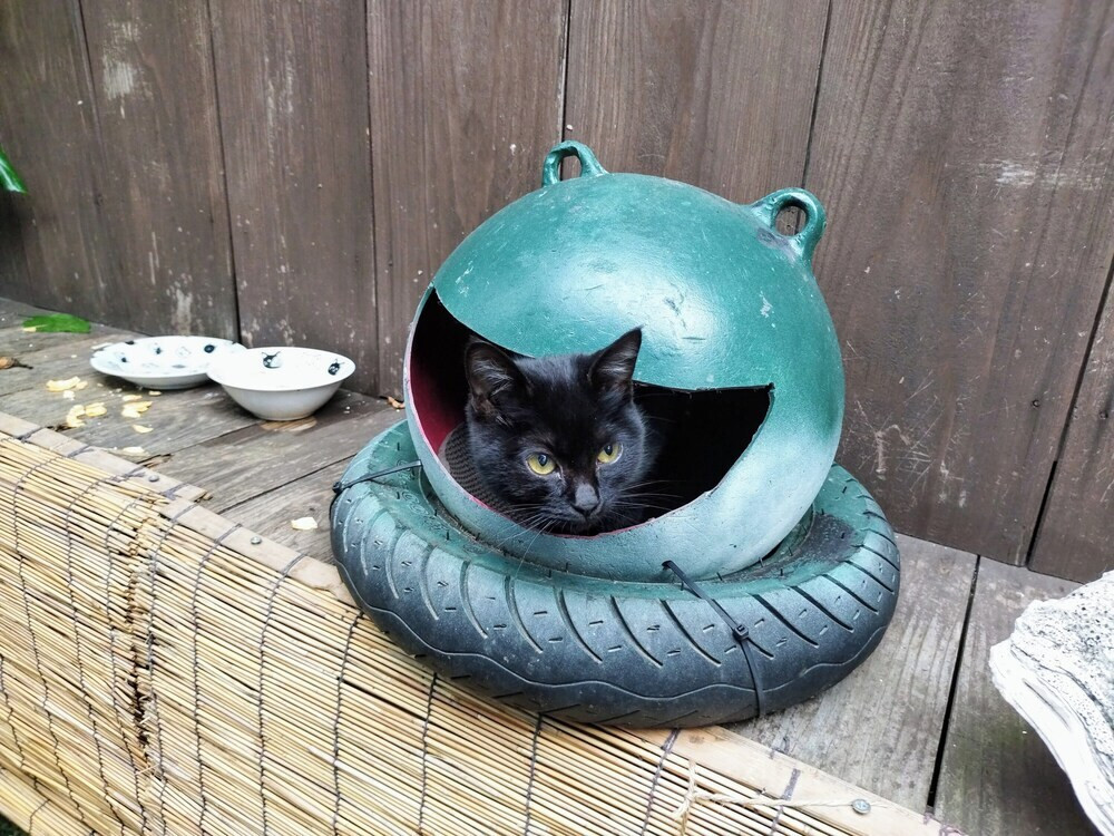 テラス / パティオ